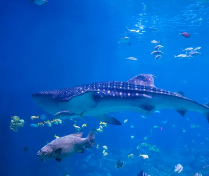 Marine Life in Raja Ampat